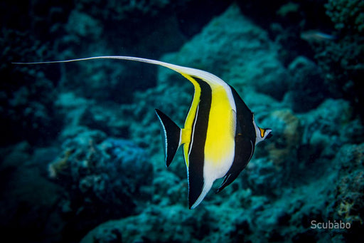 1 Day Dive & Click: Classroom & Pool Workshop For Stunning Underwater Photography - We Wander