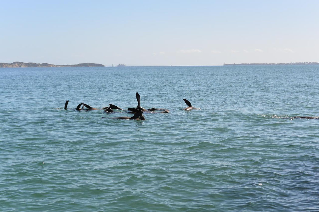 1.5Hr Dolphin And Seal Watching Eco Boat Tour Mornington Peninsula - We Wander