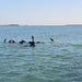 1.5Hr Dolphin And Seal Watching Eco Boat Tour Mornington Peninsula - We Wander