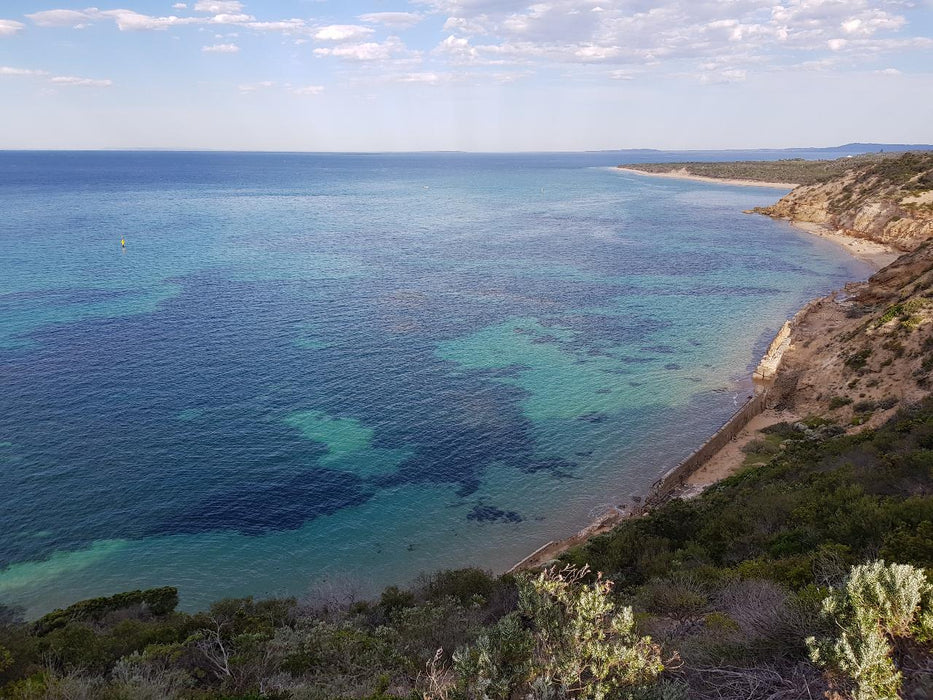 1.5Hr Dolphin And Seal Watching Eco Boat Tour Mornington Peninsula - We Wander