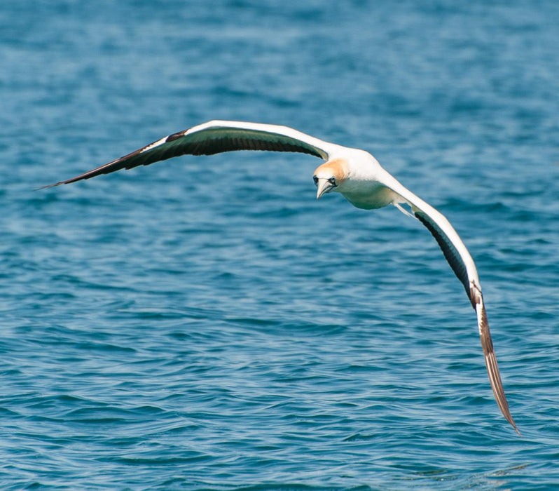 1.5Hr Dolphin And Seal Watching Eco Boat Tour Mornington Peninsula - We Wander