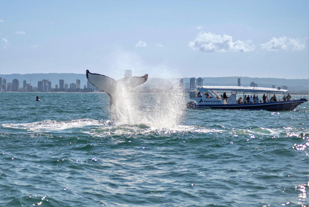 2.5Hr Whale Watching Cruise - We Wander