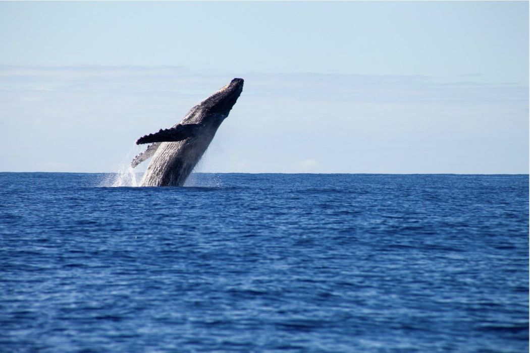 2.5Hr Whale Watching Cruise - We Wander