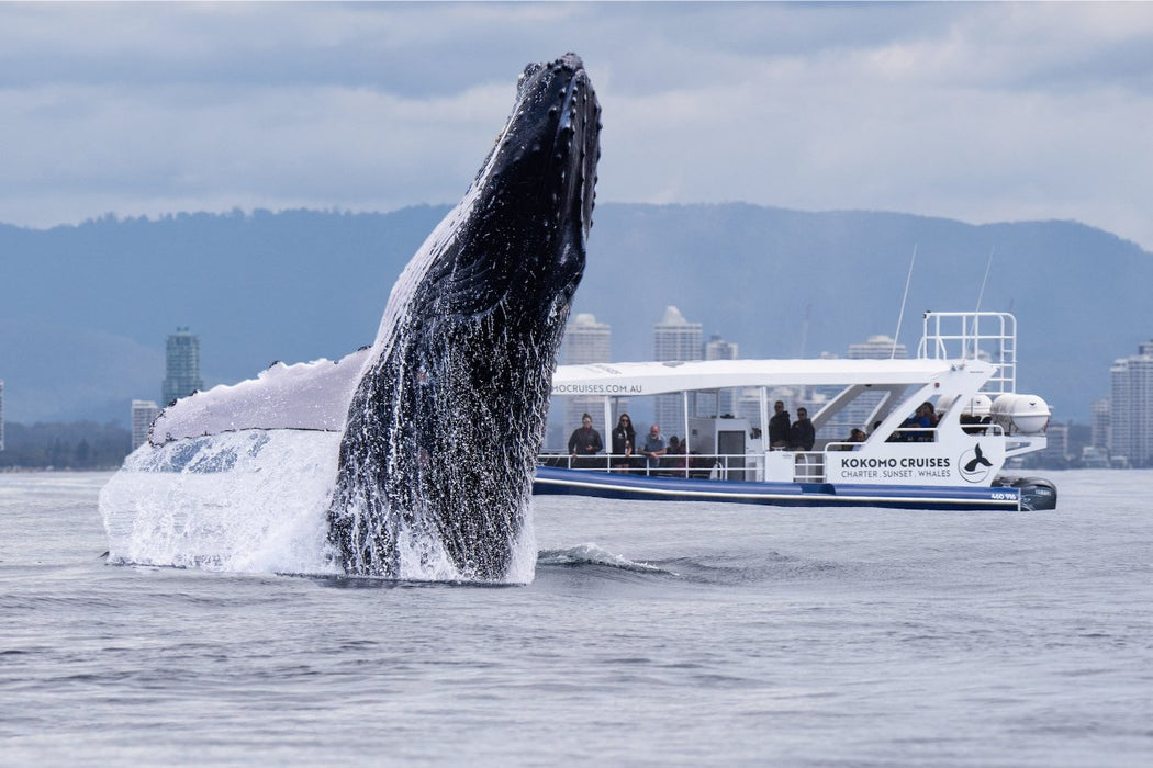 2.5Hr Whale Watching Cruise - We Wander