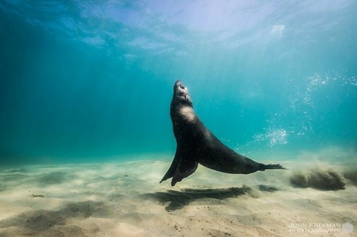 3 Hour Dolphin And Seal Swim - We Wander