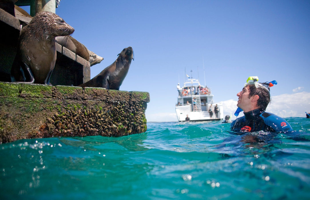 3 Hour Dolphin And Seal Swim - We Wander