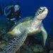 Advance Open Water Dive Course - We Wander