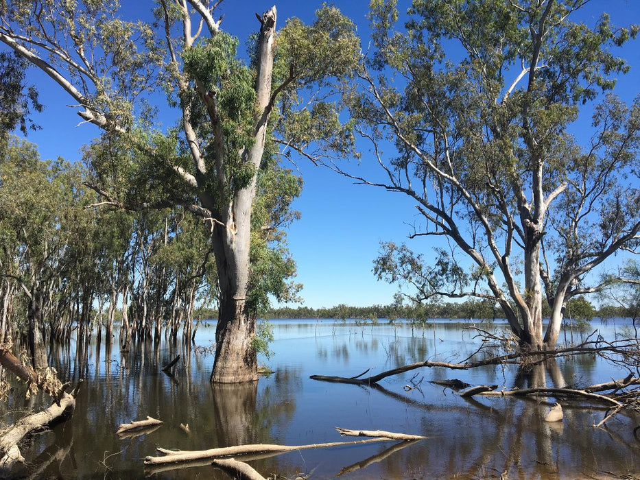 Australian Bush Delights - Hattah National Park Tour - We Wander