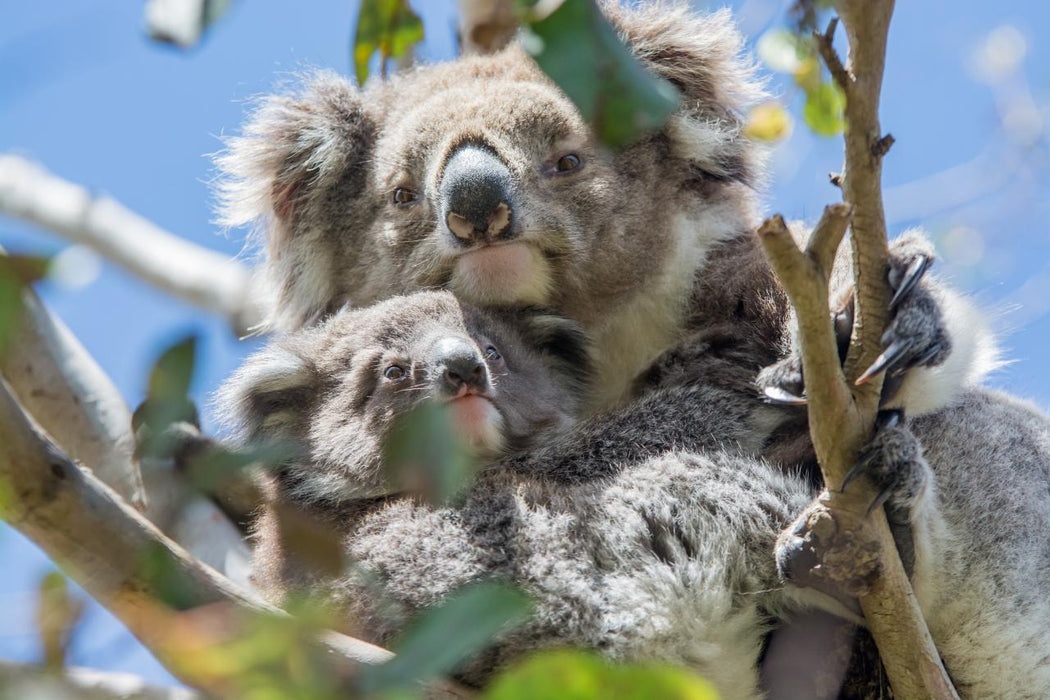 Autopia Tours: Great Ocean Road Experience - We Wander