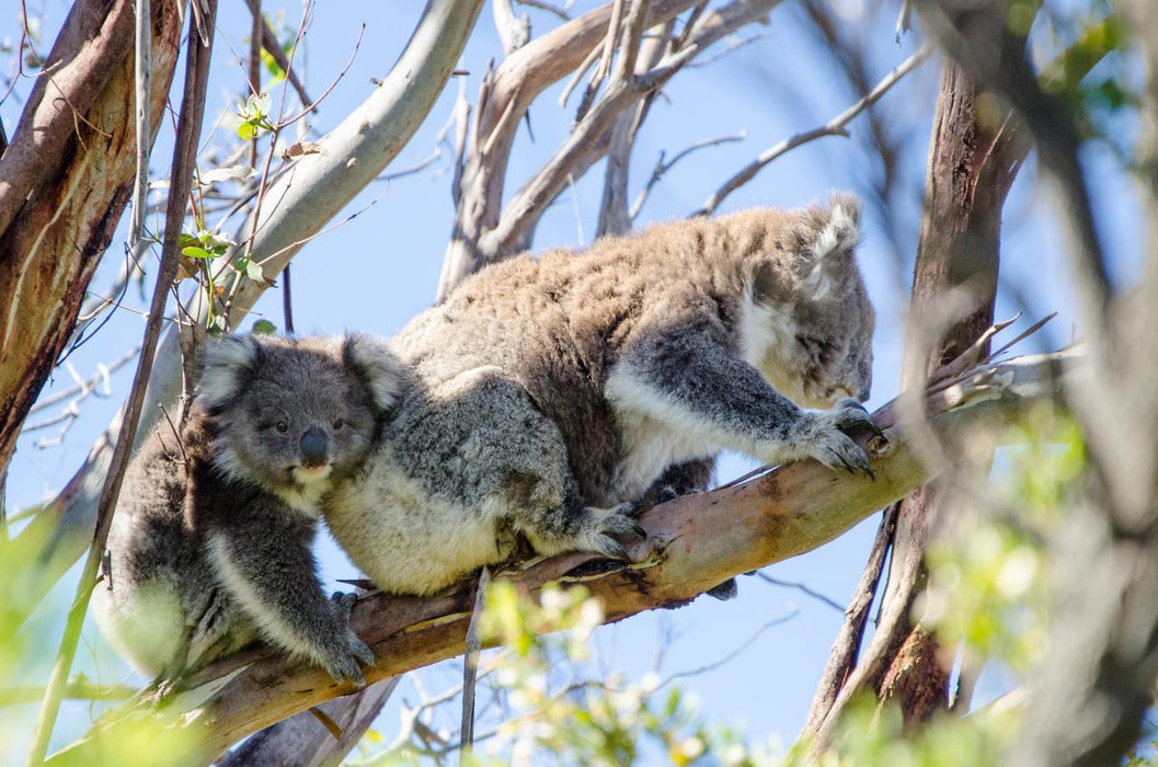 Autopia Tours: Great Ocean Road To Grampians 2 Day - We Wander