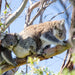 Autopia Tours: Great Ocean Road To Grampians 2 Day - We Wander