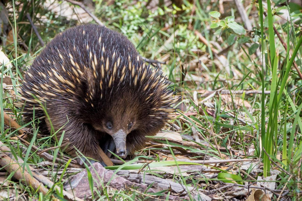 Autopia Tours: Great Ocean Road To Grampians 2 Day - We Wander