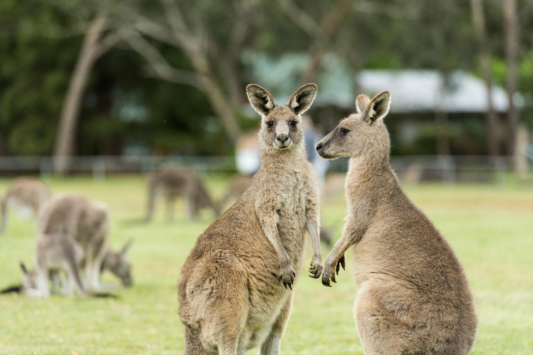 Autopia Tours: Great Ocean Road To Grampians 2 Day - We Wander