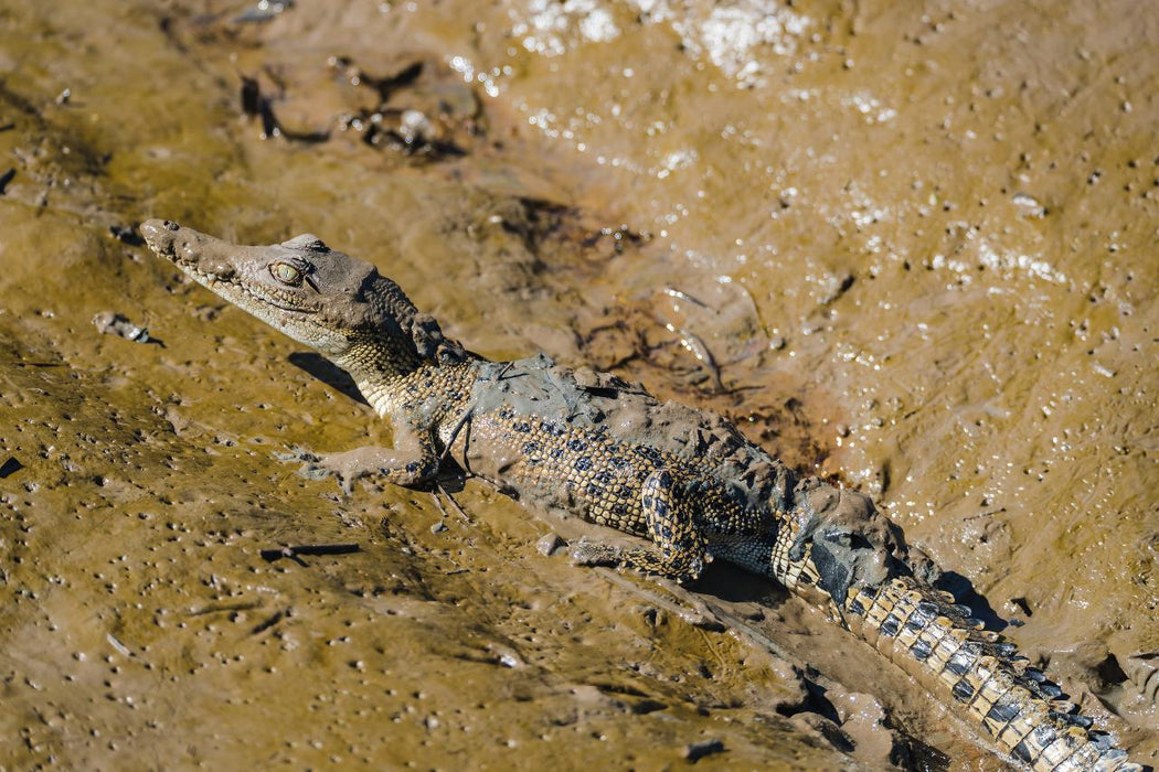 Autopia Tours: Jumping Crocodile Tour From Darwin - We Wander