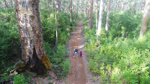 Beach & Forest Eco Adventure - We Wander