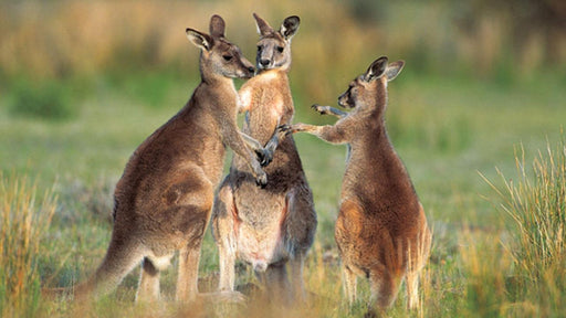 Best Of Wildlife And Birds Tour - Canberra - We Wander