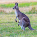 Best Of Wildlife And Birds Tour - Canberra - We Wander