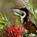 Best Of Wildlife And Birds Tour - Canberra - We Wander