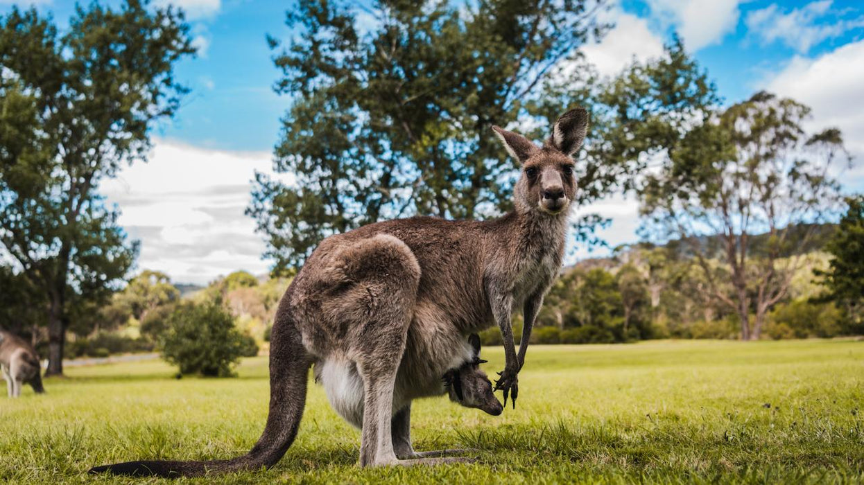 Best Of Wildlife And Birds Tour - Canberra - We Wander