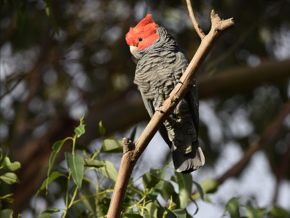 Best Of Wildlife And Birds Tour - Canberra - We Wander