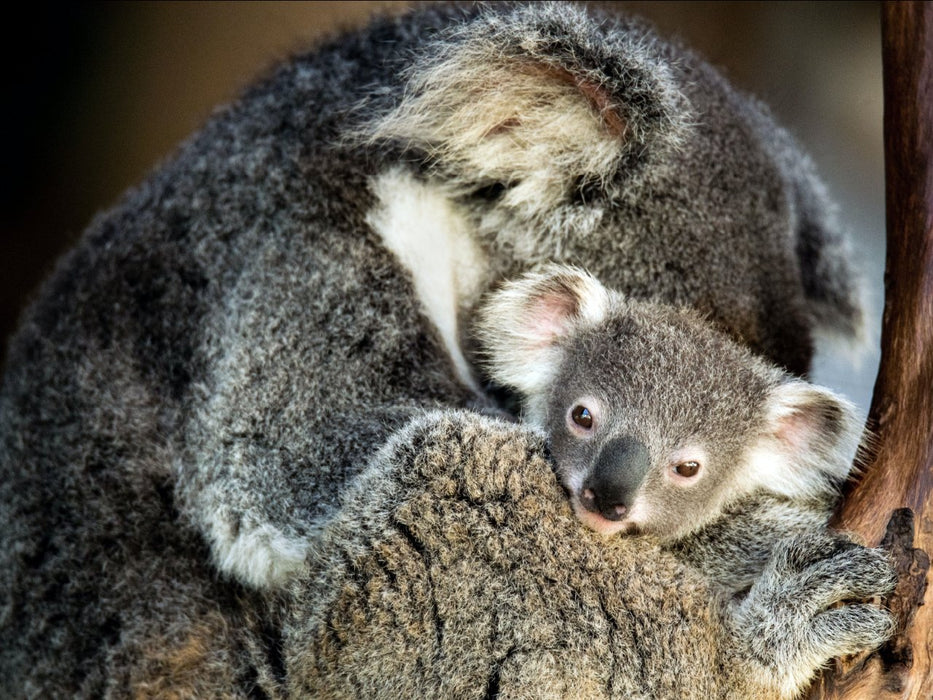 Best Of Wildlife And Birds Tour - Canberra - We Wander