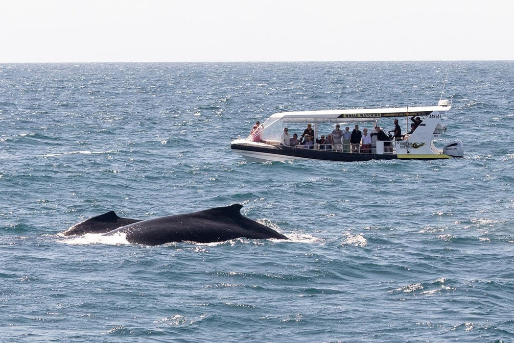 Coastal Express 2Hr Mooloolaba Whale Watching Experience - We Wander