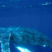 Coastal Express 2Hr Mooloolaba Whale Watching Experience - We Wander