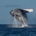 Coastal Express 2Hr Mooloolaba Whale Watching Experience - We Wander