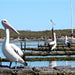 Coffin Bay Oysters, Ocean And Nature Tour - Full Day - We Wander