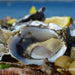 Coffin Bay Oysters, Ocean And Nature Tour - Full Day - We Wander