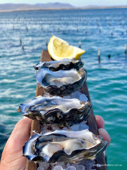 Coffin Bay Oysters, Ocean And Nature Tour - Full Day - We Wander