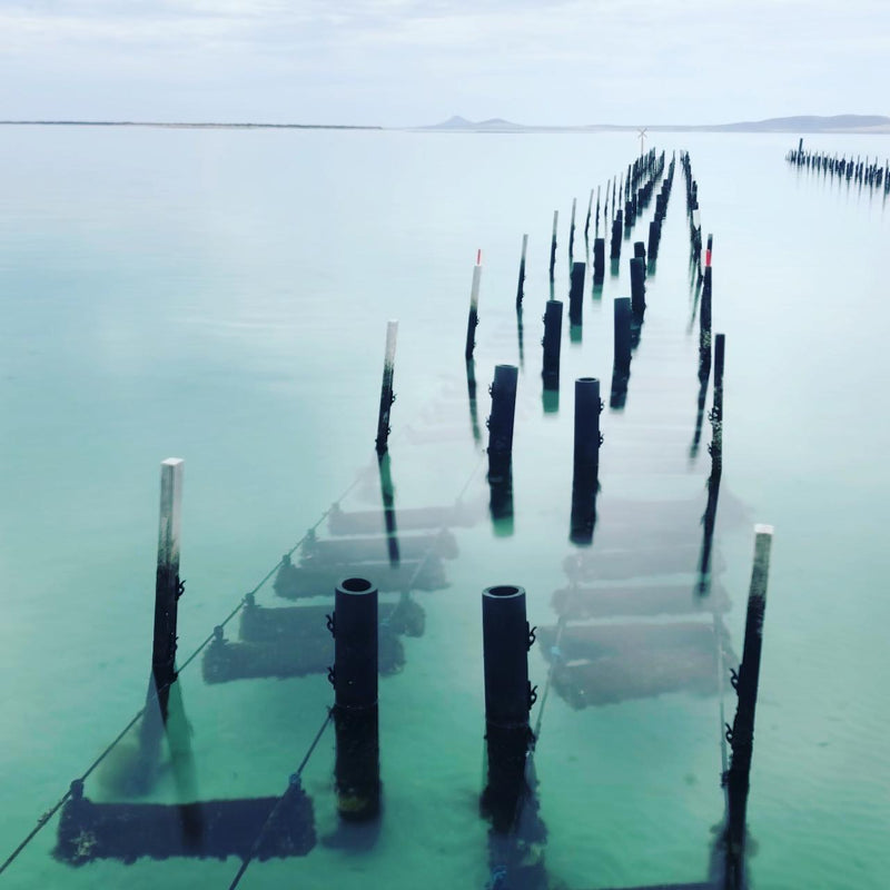 Coffin Bay Oysters, Ocean And Nature Tour - Full Day - We Wander