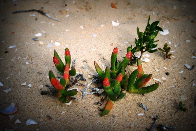 Coorong Adventure 6 Hour Cruise - We Wander