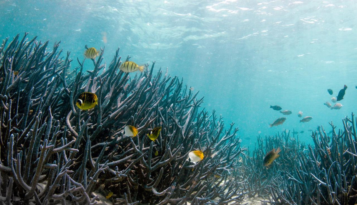 Coral Viewing & Snorkel Tour, Exmouth 2Hrs - We Wander