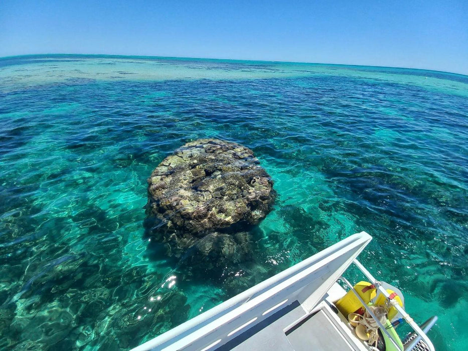 Coral Viewing & Snorkel Tour, Exmouth 2Hrs - We Wander