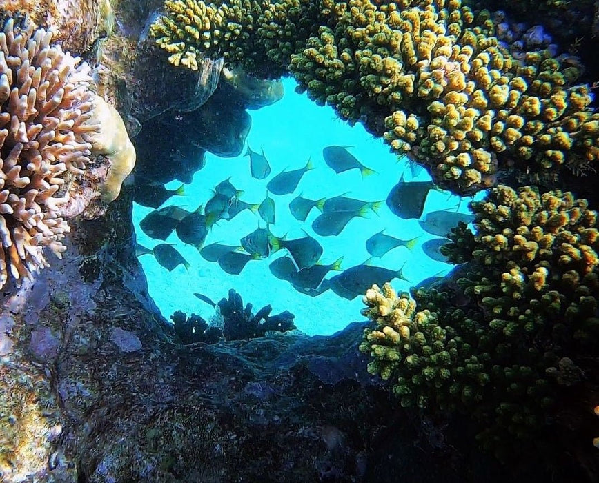 Coral Viewing Tour, Exmouth 1Hr - We Wander