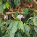 Crocodile Express Daintree Rainforest & Wildlife Cruise From Daintree Ferry Gateway - We Wander