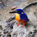 Crocodile Express Daintree Rainforest & Wildlife Cruise From Daintree Ferry Gateway - We Wander