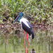 Crocodile Express Daintree Rainforest & Wildlife Cruise From Daintree Village - We Wander