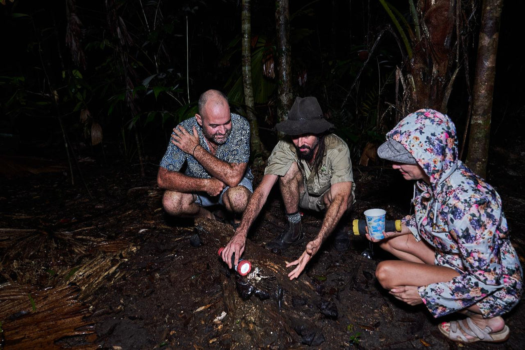 Daintree Rainforest Night Walk Tour - We Wander