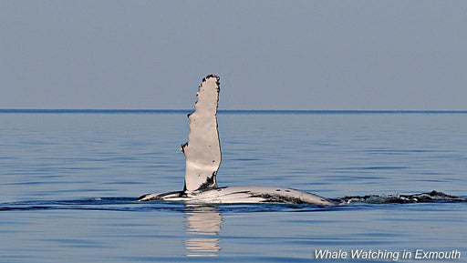 Deluxe Humpback Whale Watching Tour - We Wander