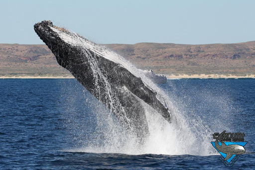 Deluxe Humpback Whale Watching Tour - We Wander