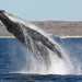 Deluxe Humpback Whale Watching Tour - We Wander