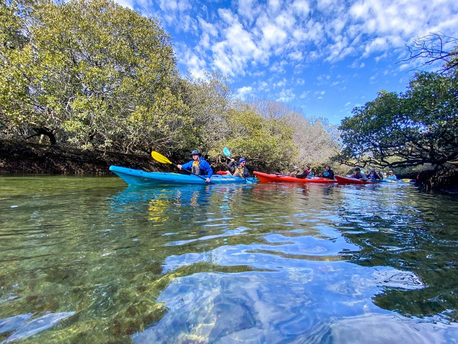 Dolphin Sanctuary Mangroves Tour - We Wander