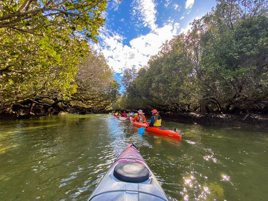 Dolphin Sanctuary Mangroves Tour - We Wander