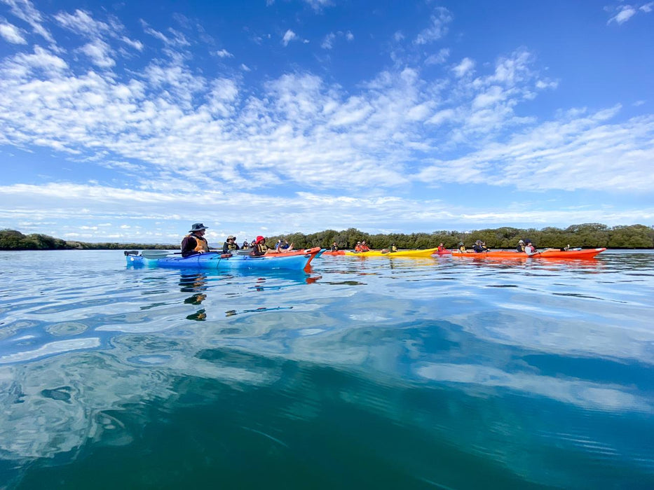 Dolphin Sanctuary & Ships Graveyard Kayak Tour - We Wander