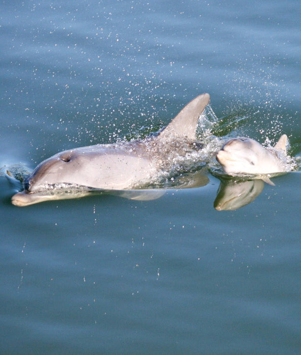 Dolphin Sanctuary & Ships Graveyard Kayak Tour - We Wander