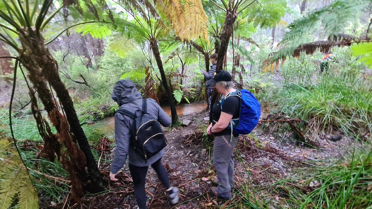 Dwellingup Treetops Adventure Hike - We Wander