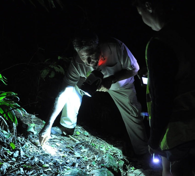 Evening Rainforest & Glow Worm Experience - We Wander