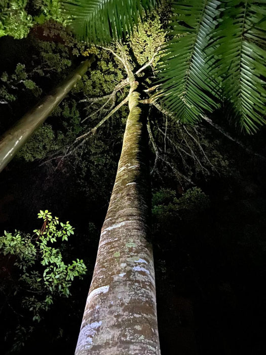 Evening Rainforest & Glow Worm Experience - We Wander